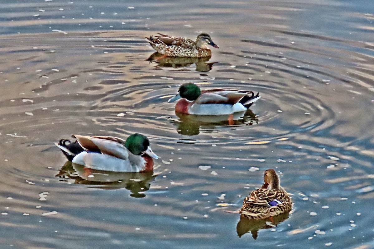 Mallard x Pacific Black Duck (hybrid) - ML640114674