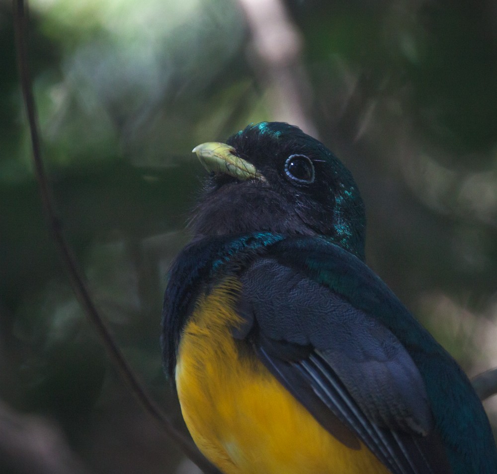 trogon atlantský - ML640114692