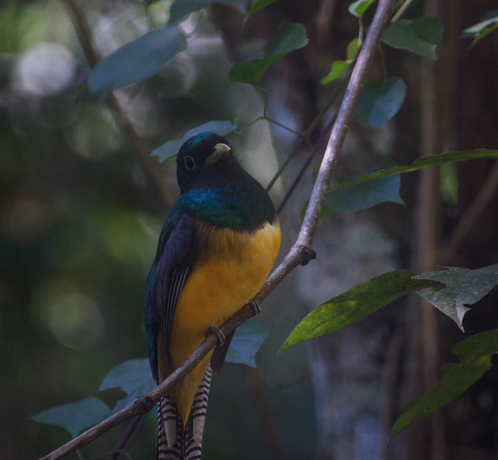 trogon atlantský - ML640114694