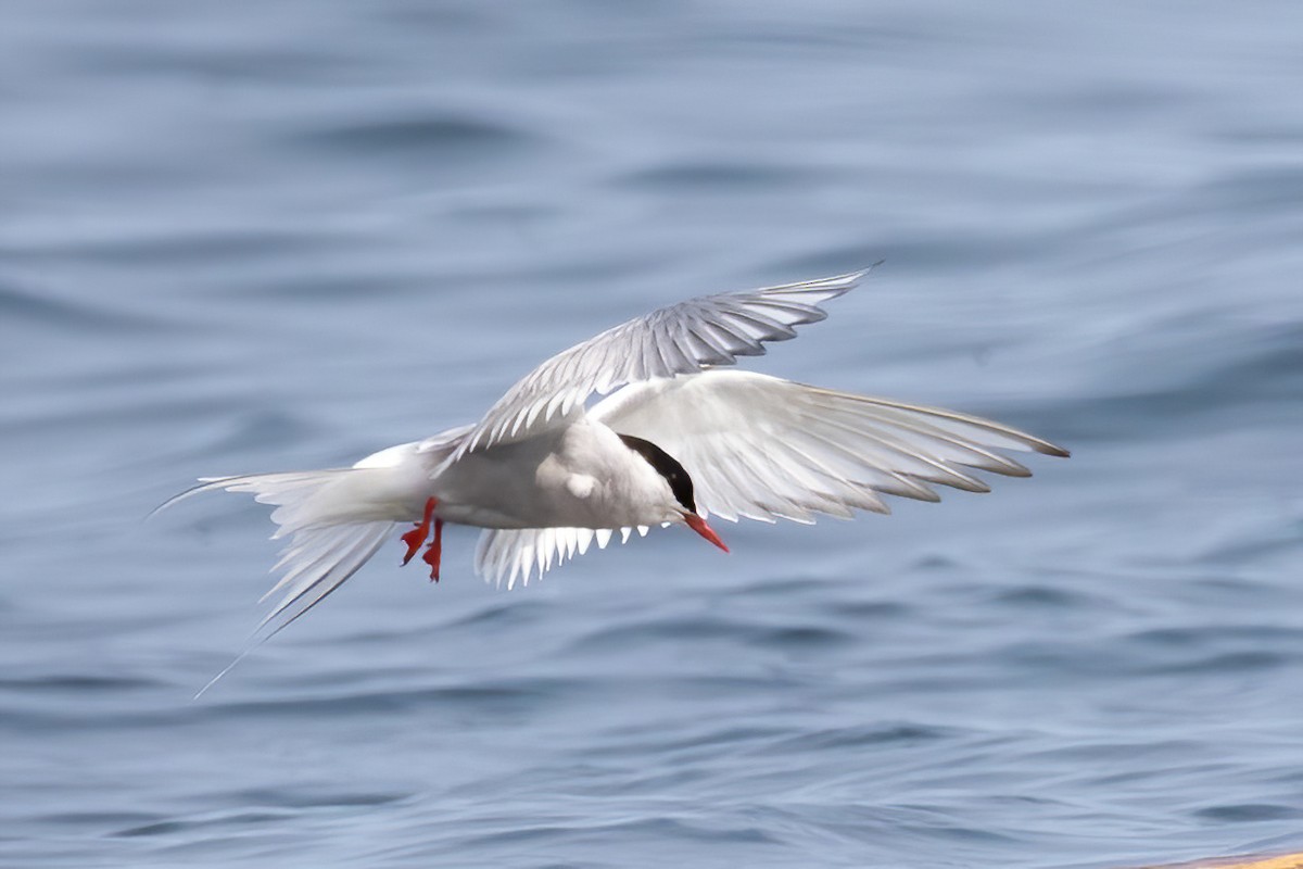 Arctic Tern - ML640114704