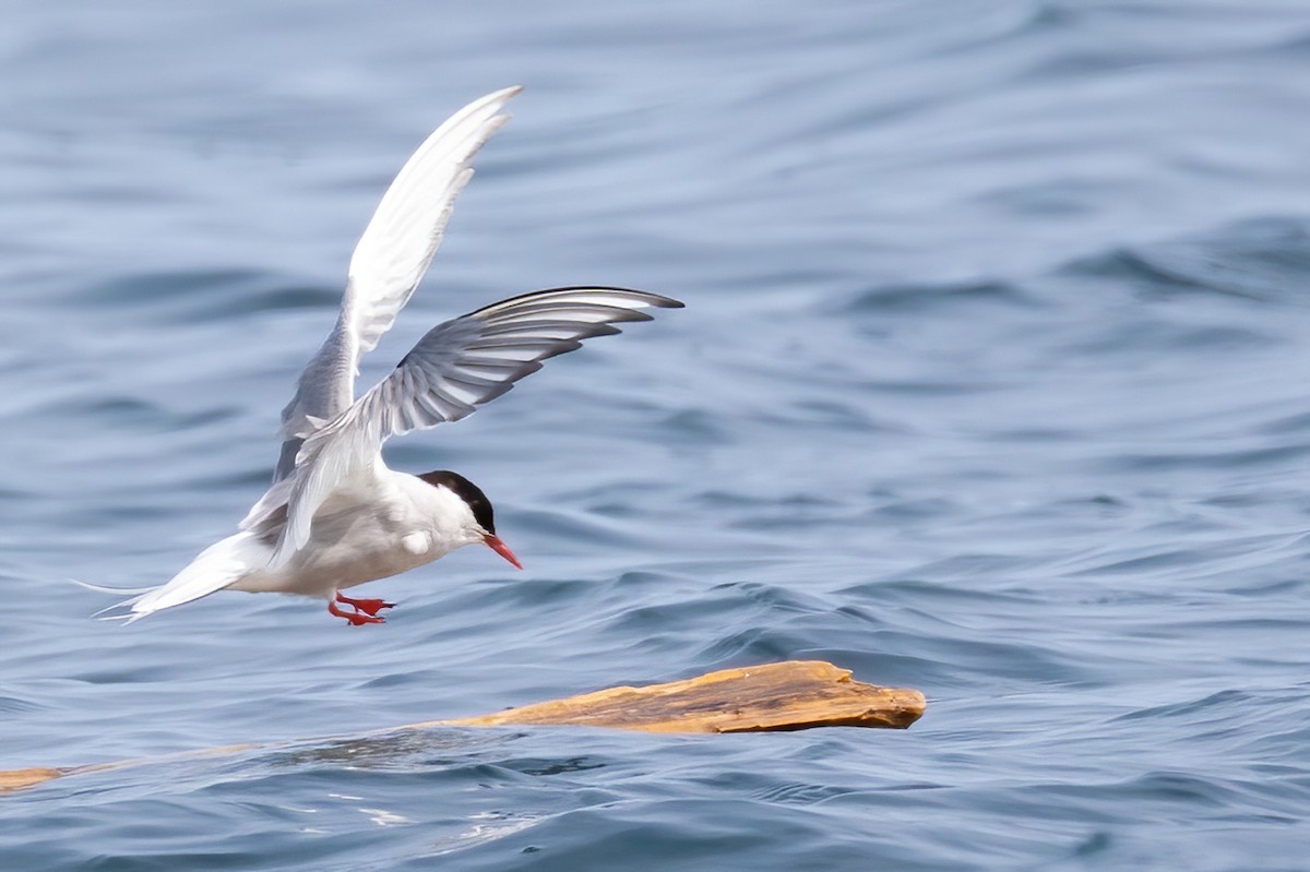Arctic Tern - ML640114705