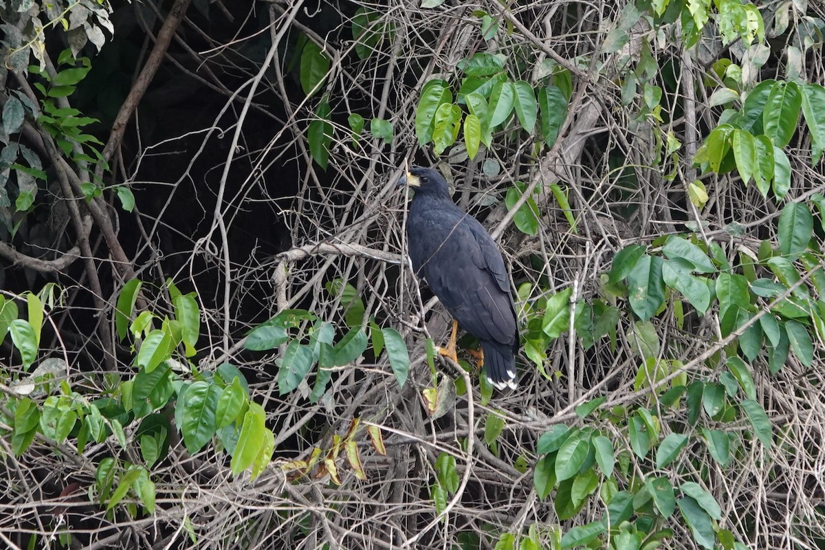 Great Black Hawk - ML640114716