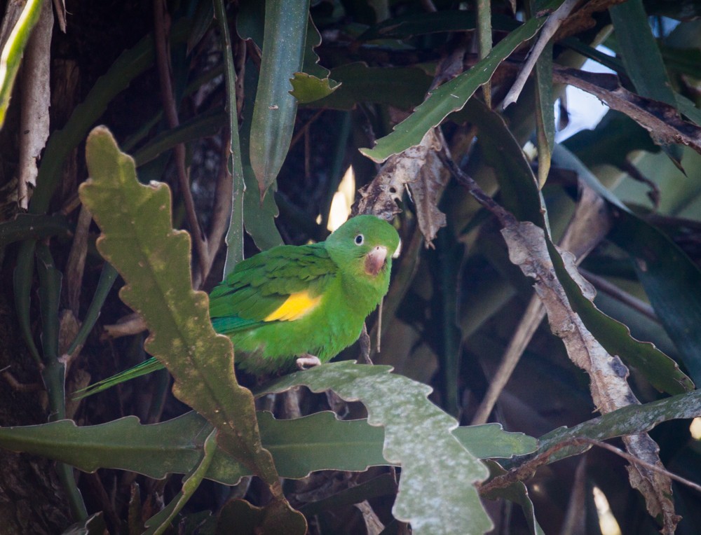 tirika jižní - ML640114719