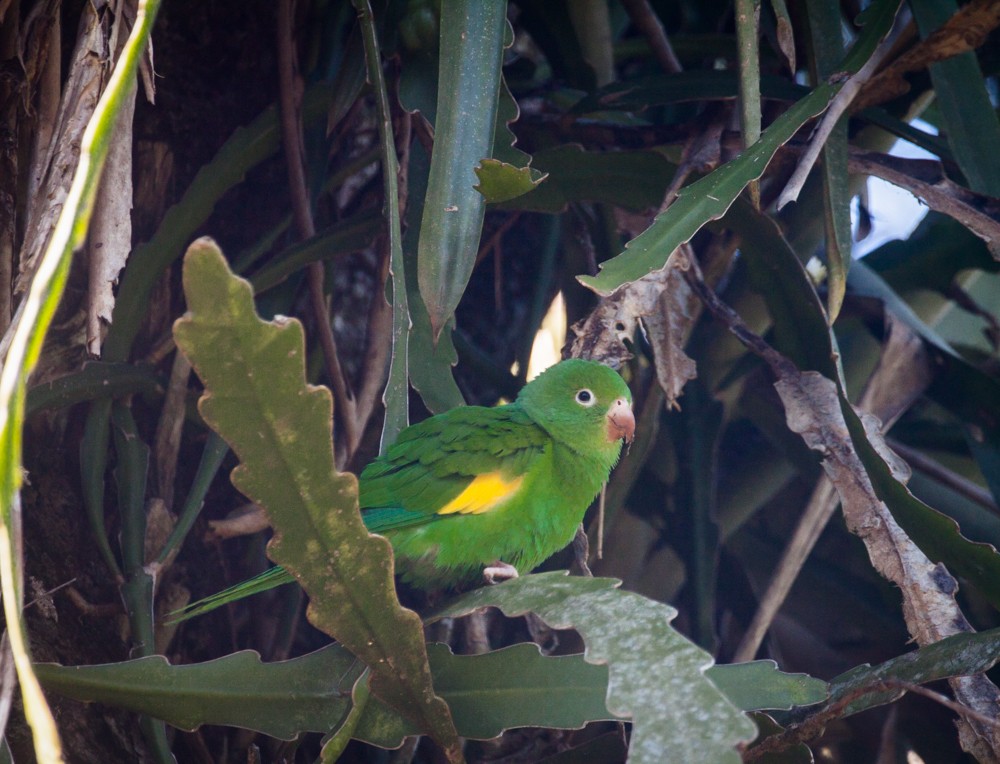 tirika jižní - ML640114720