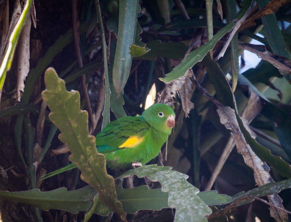 tirika jižní - ML640114721