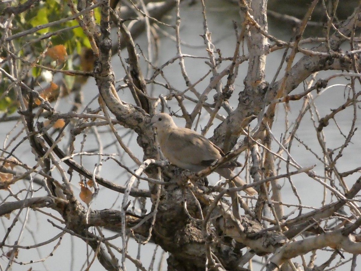 Eurasian Collared-Dove - ML640114734