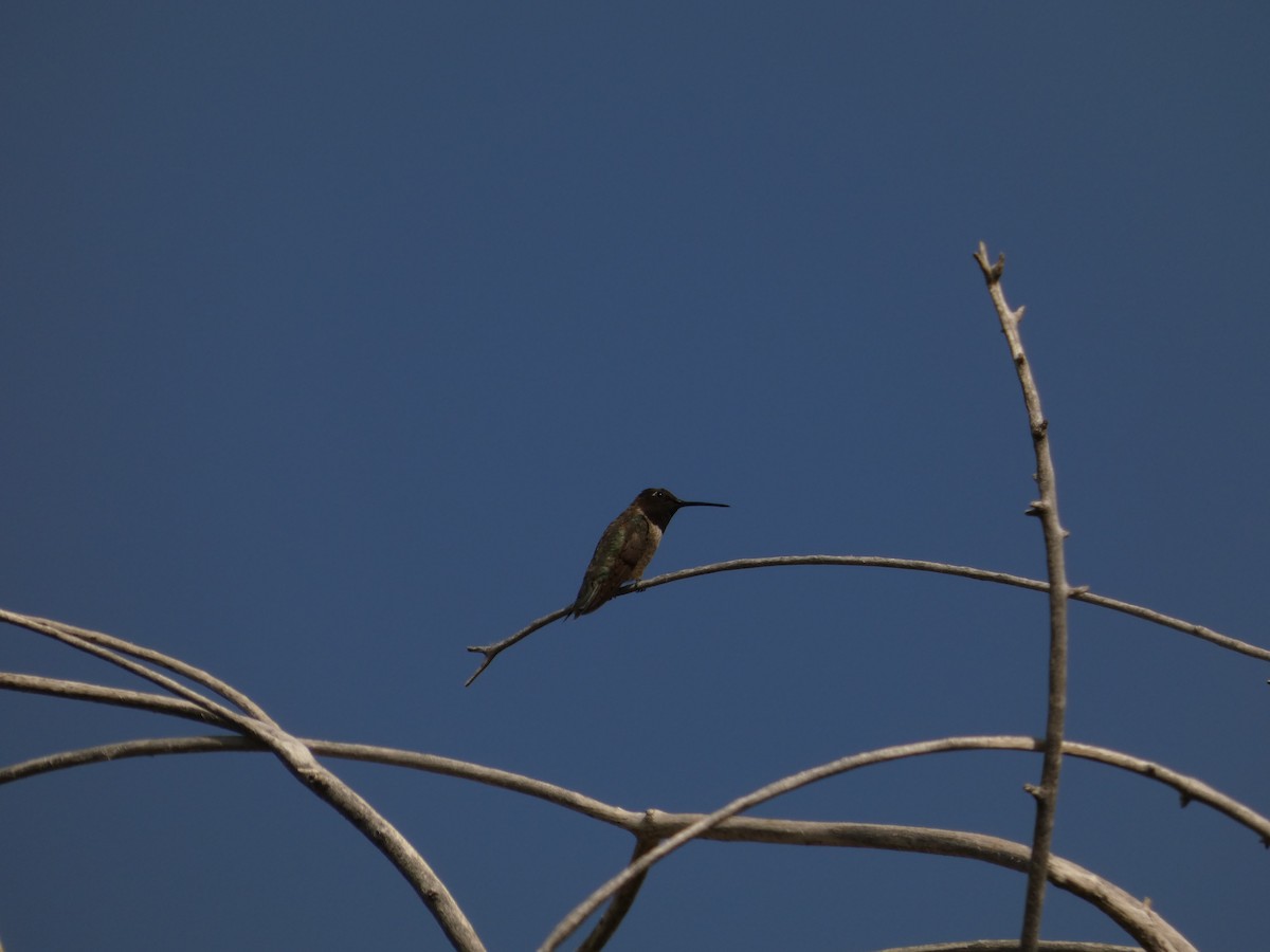 Broad-tailed Hummingbird - ML640114747