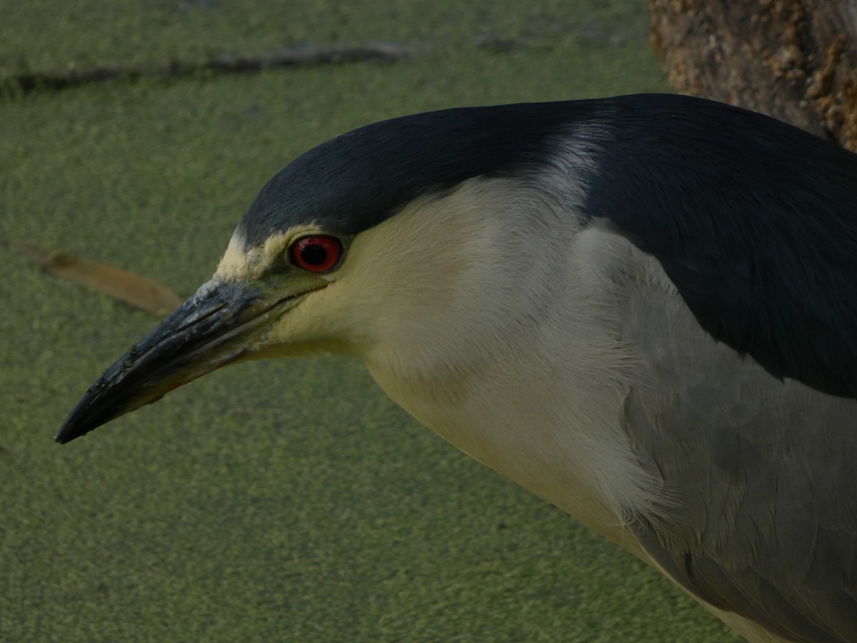 Black-crowned Night Heron - ML640114773
