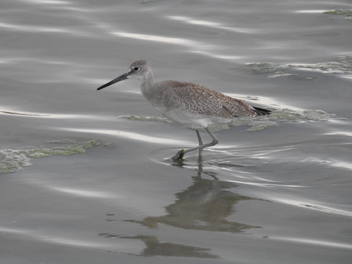 Willet - ML640114784
