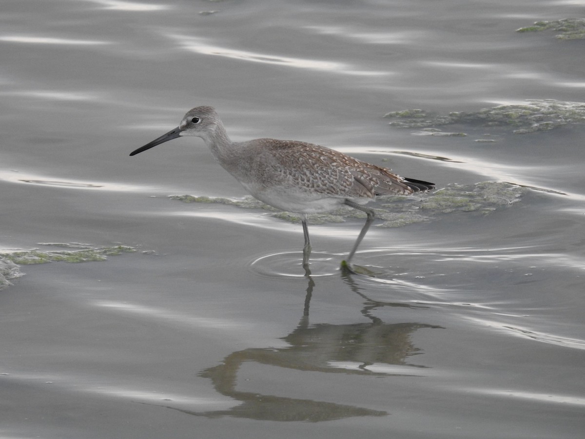 Willet - ML640114785