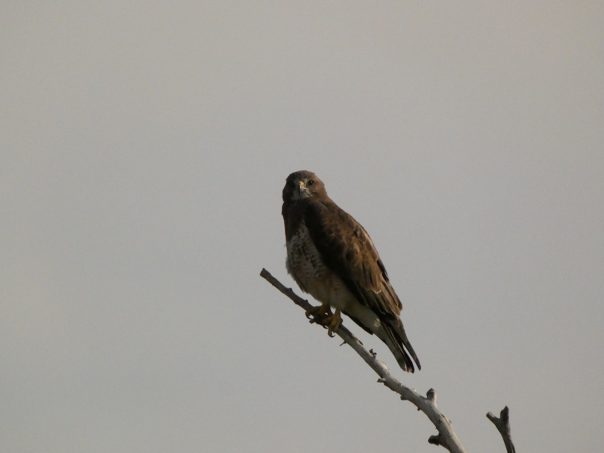 Swainson's Hawk - ML640114828