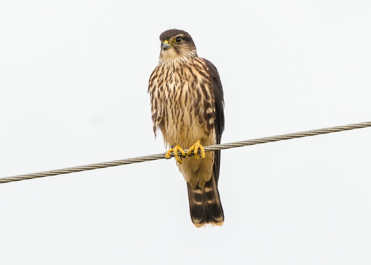 Belatz txikia - ML640114831