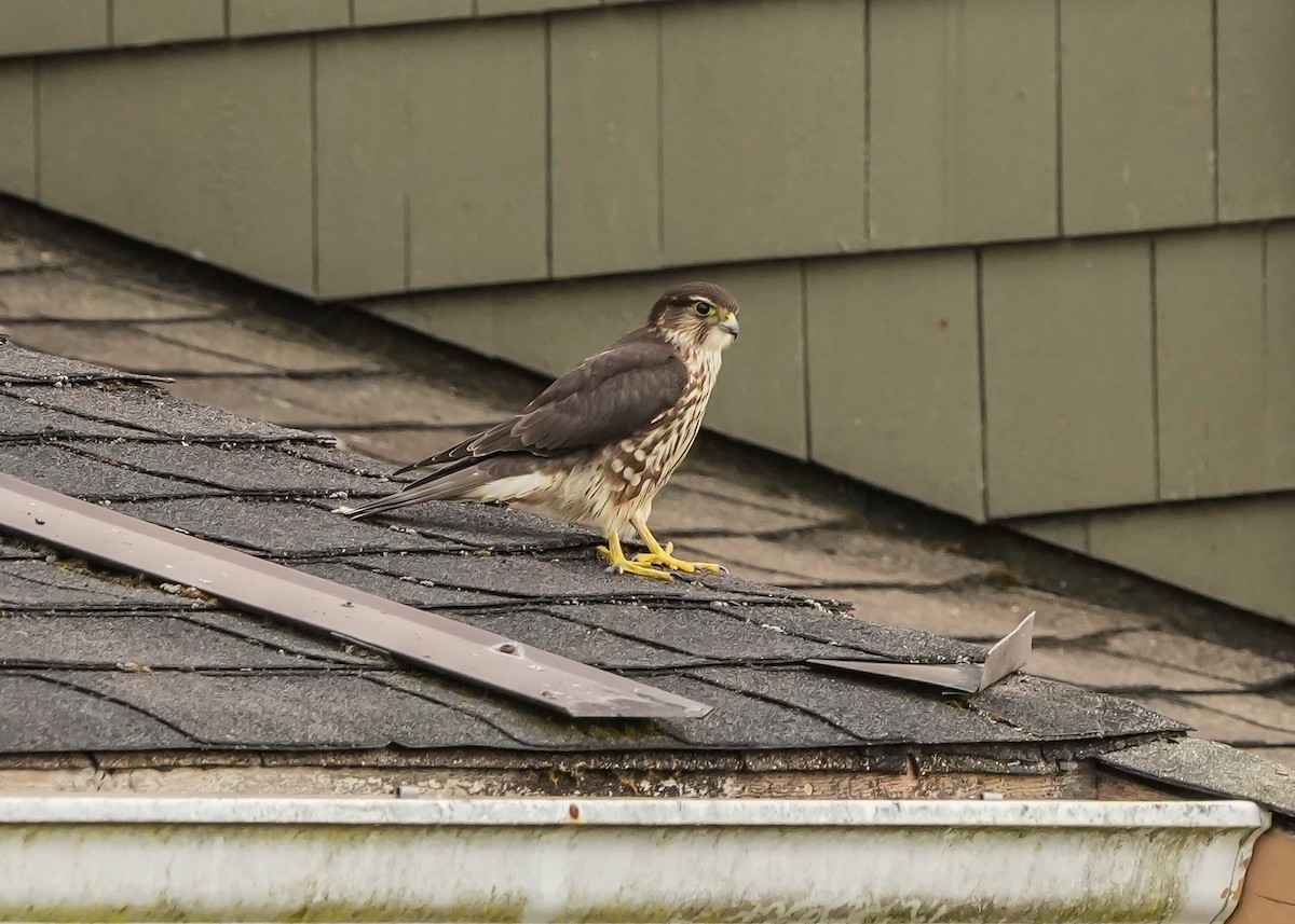 Belatz txikia - ML640114832