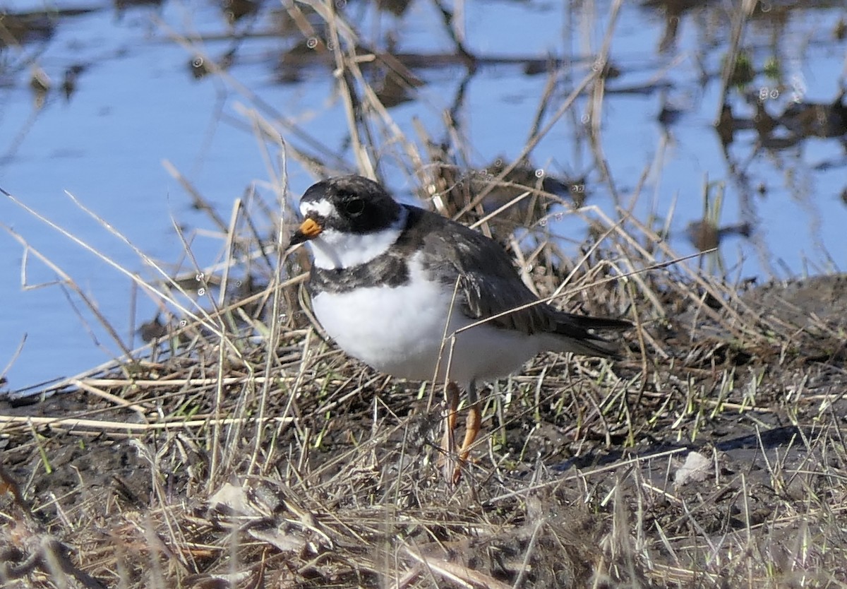 Semipalmated Plover - ML640114836
