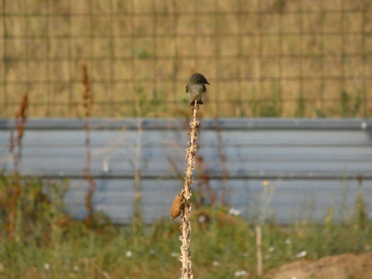 Eastern Phoebe - ML640114841