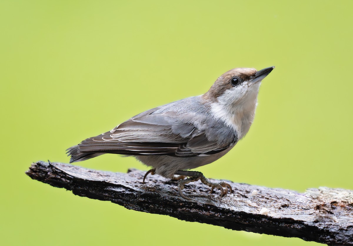 Brown-headed Nuthatch - ML640114872