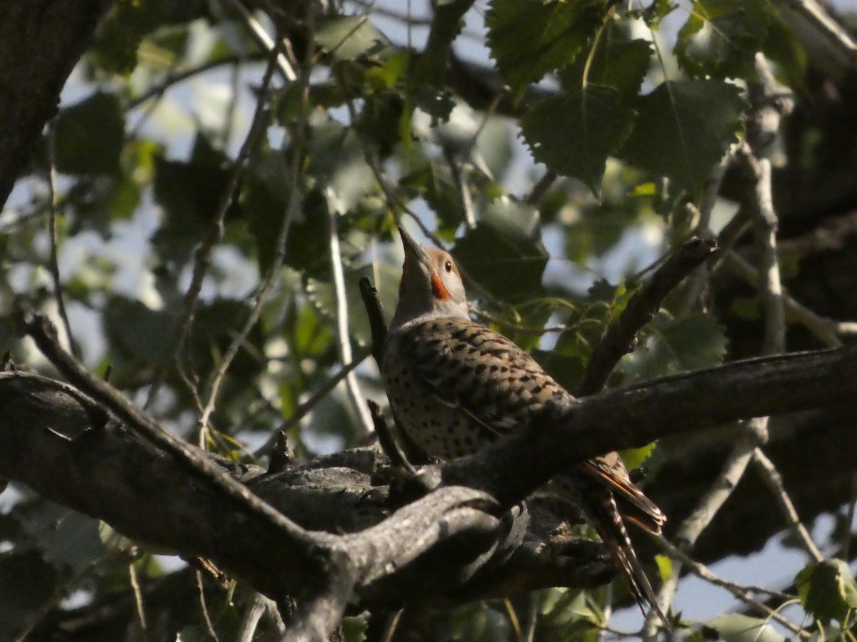 Northern Flicker - ML640114873