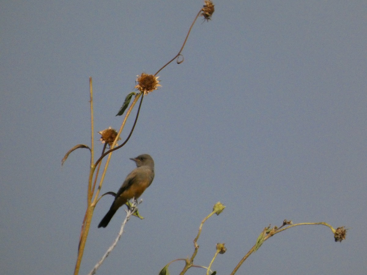 Say's Phoebe - ML640114912