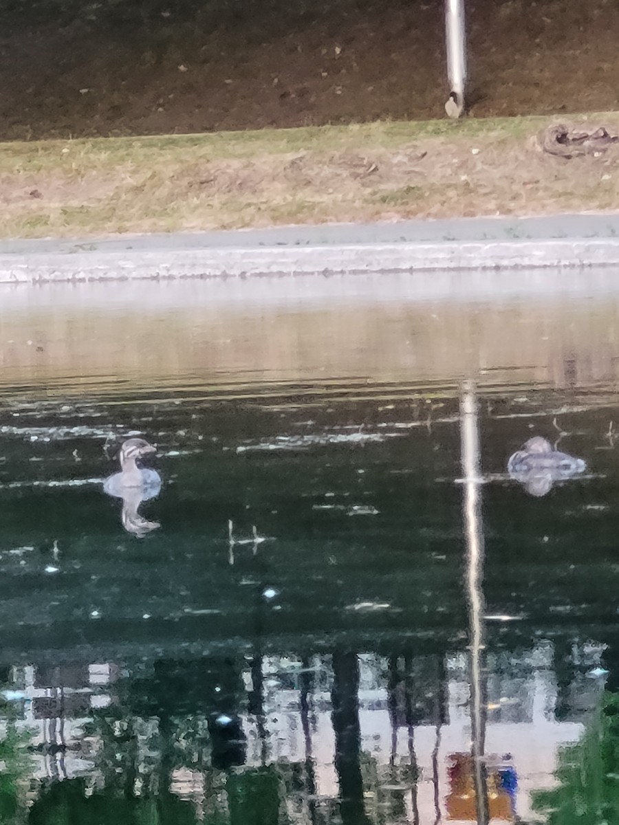 Pied-billed Grebe - ML640115080