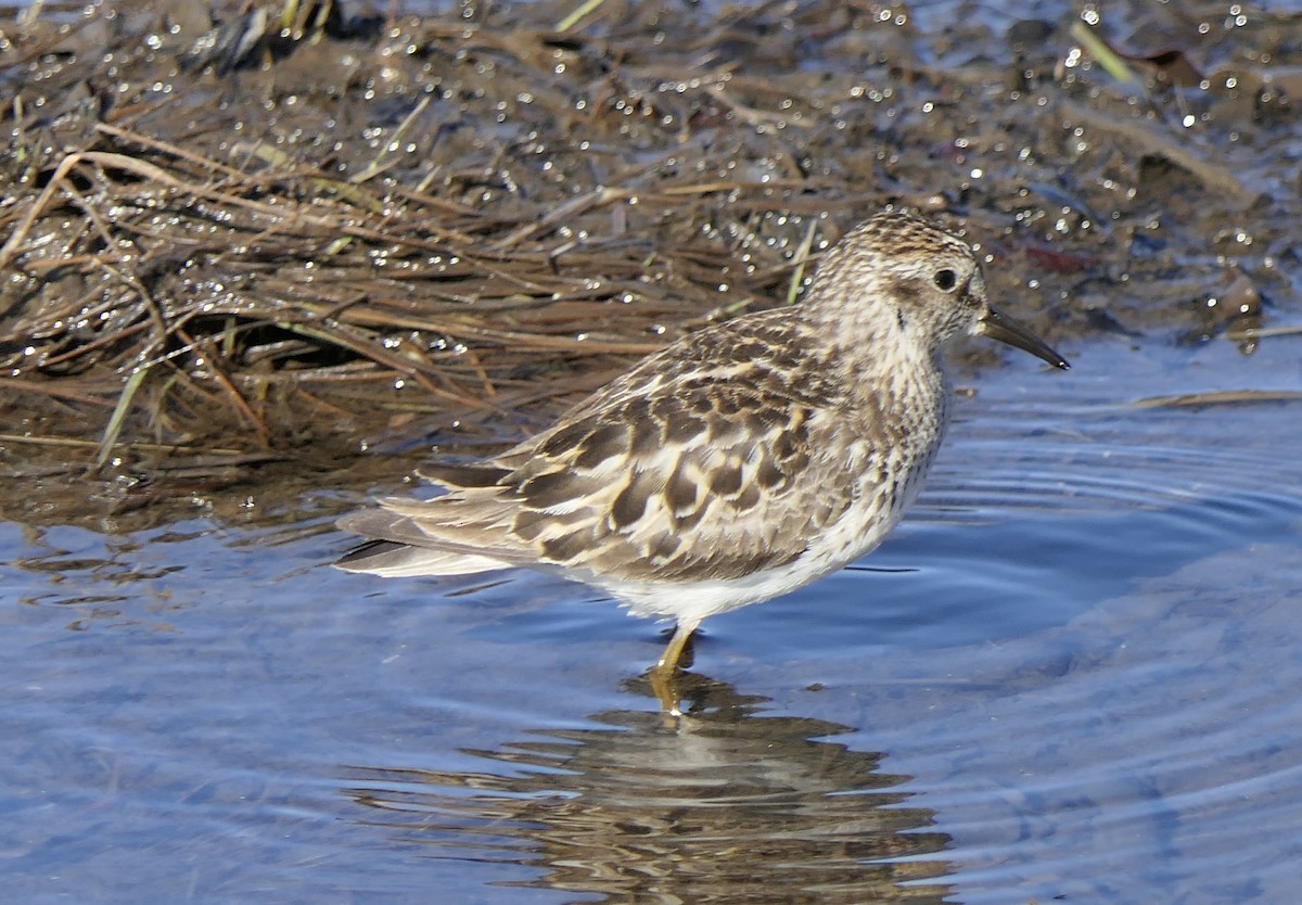 Least Sandpiper - ML640115099