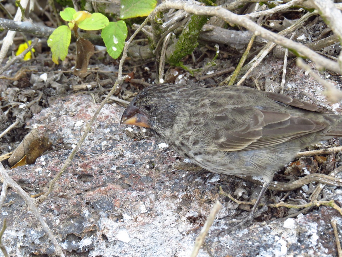 Large Ground-Finch - ML640115156