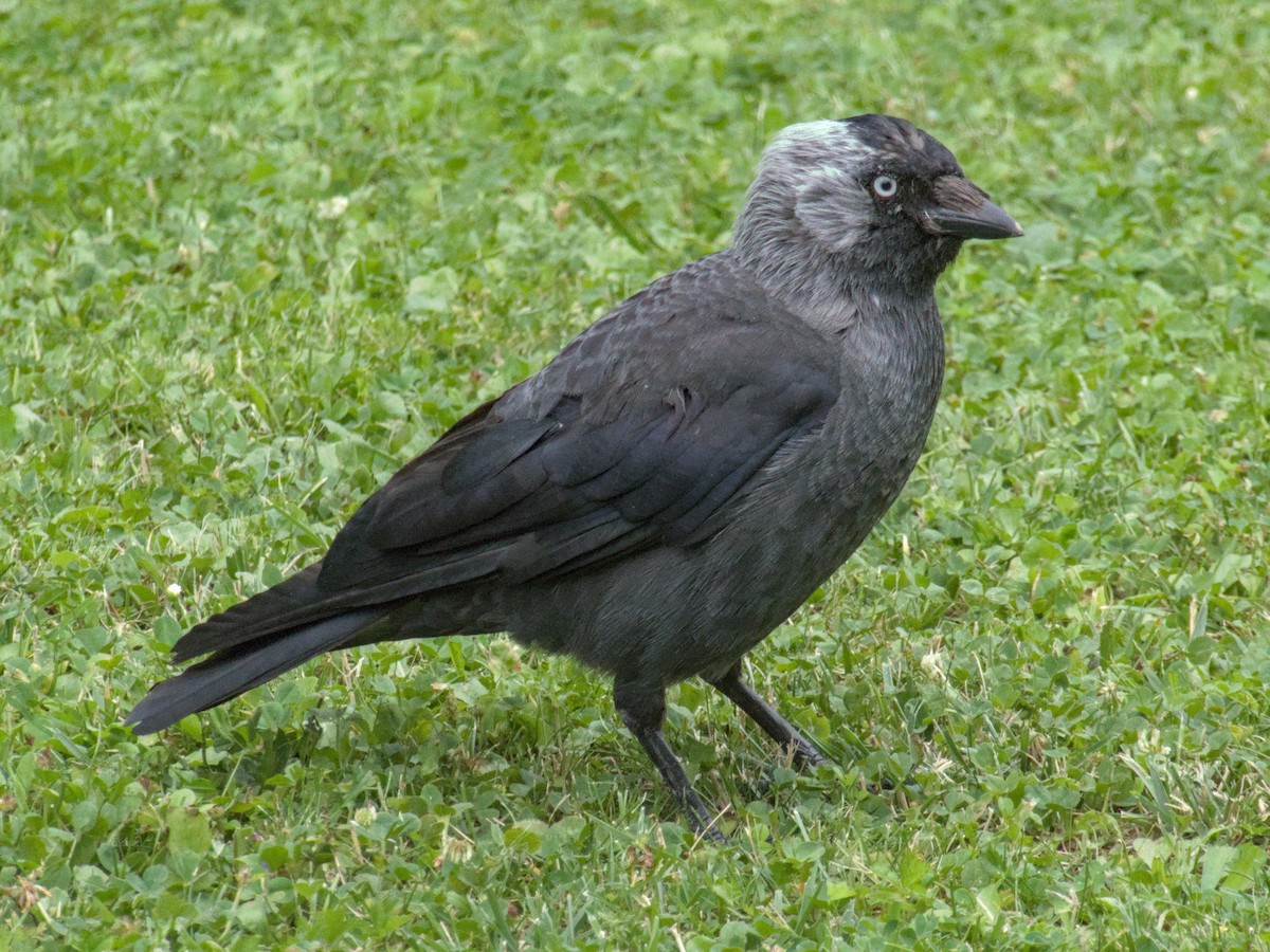 Eurasian Jackdaw - ML640115221