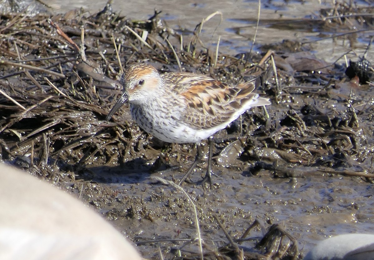 Western Sandpiper - ML640115223