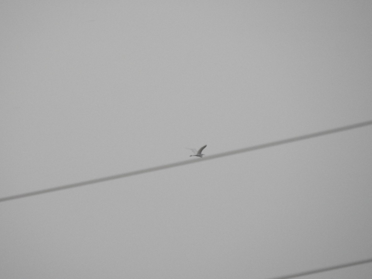 Great Egret - ML640115274