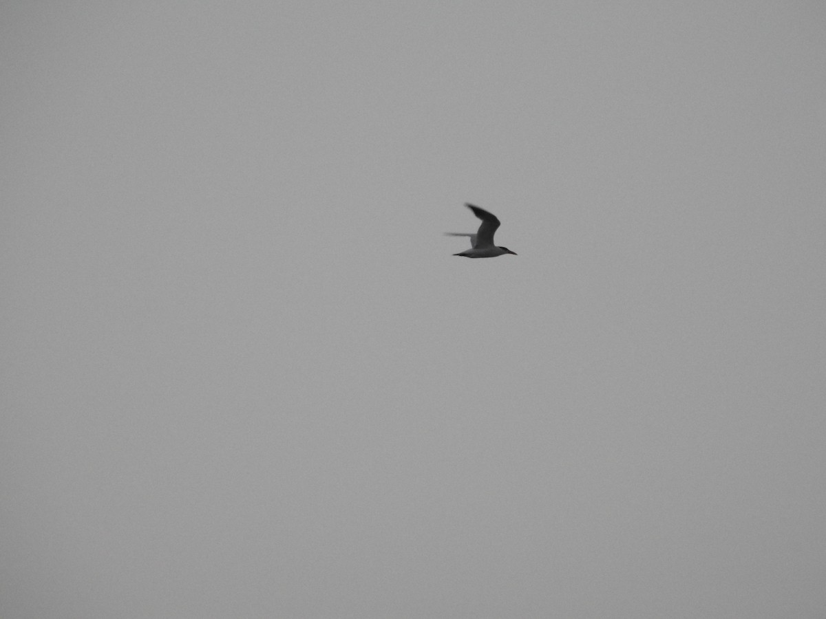 Caspian Tern - ML640115284