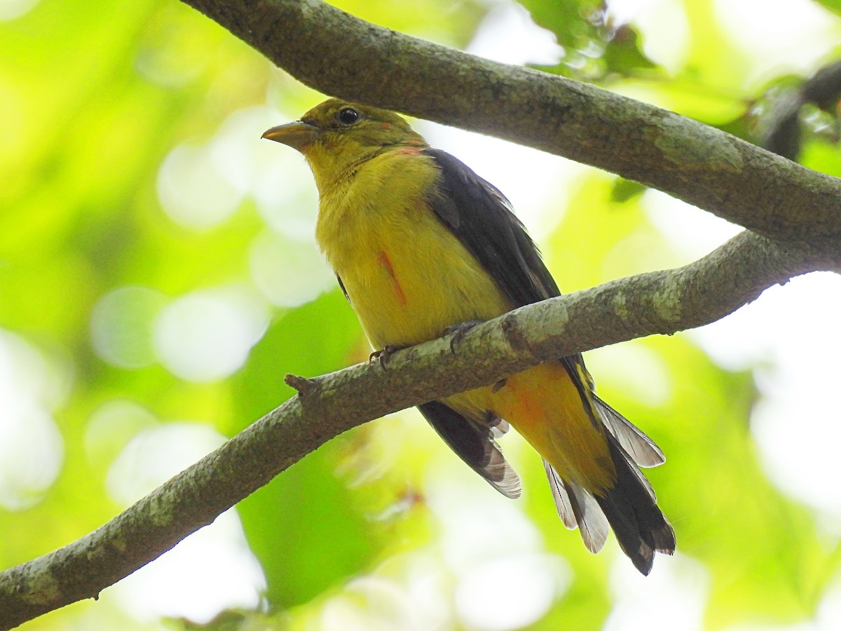 Scarlet Tanager - ML640115332