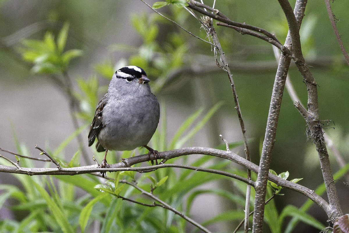 White-crowned Sparrow - ML640115382