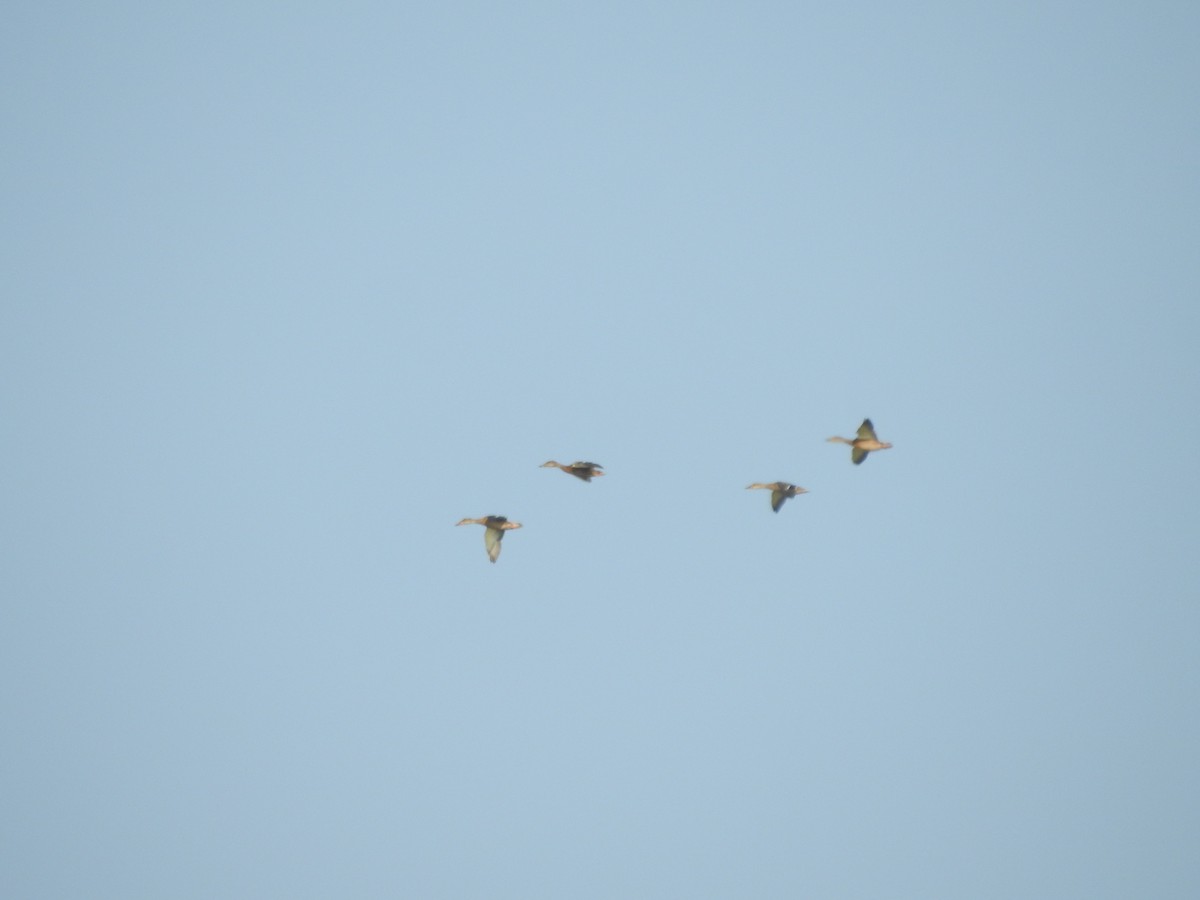 Mallard - ML640115392