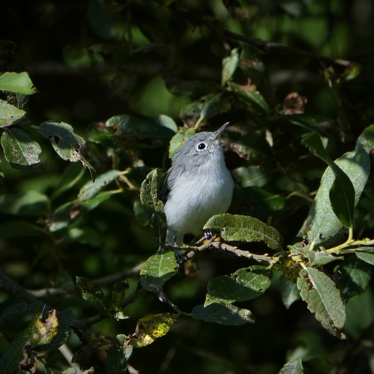 Blue-gray Gnatcatcher - ML640115444