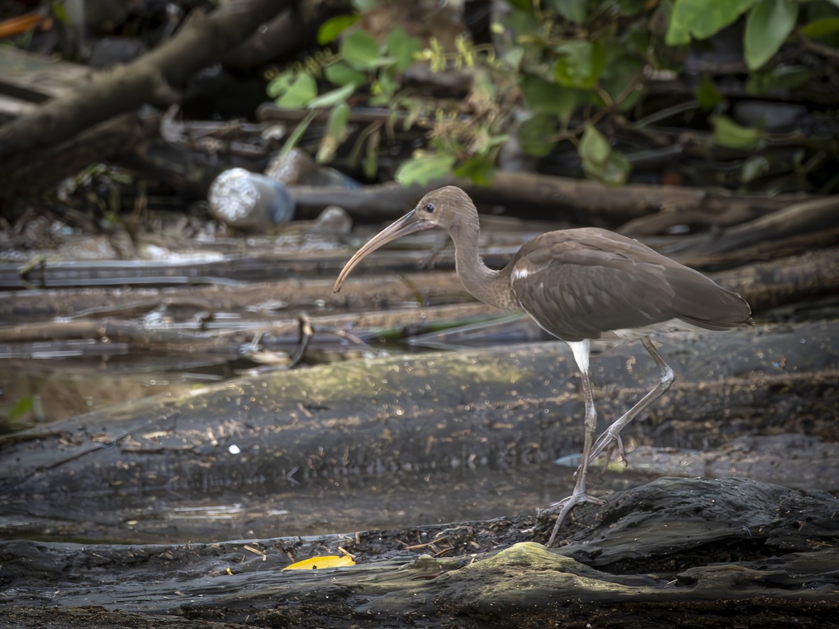Scarlet Ibis - ML640115716