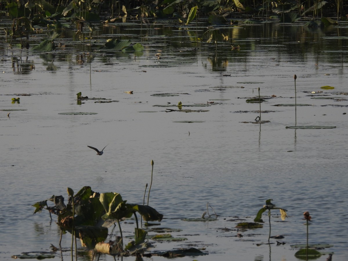 Spotted Sandpiper - ML640115798