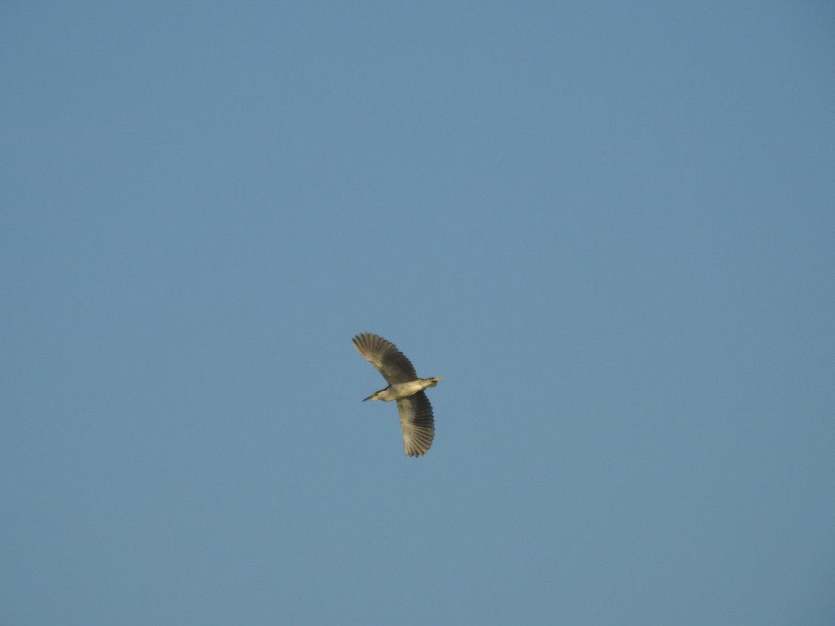 Black-crowned Night Heron - ML640115808