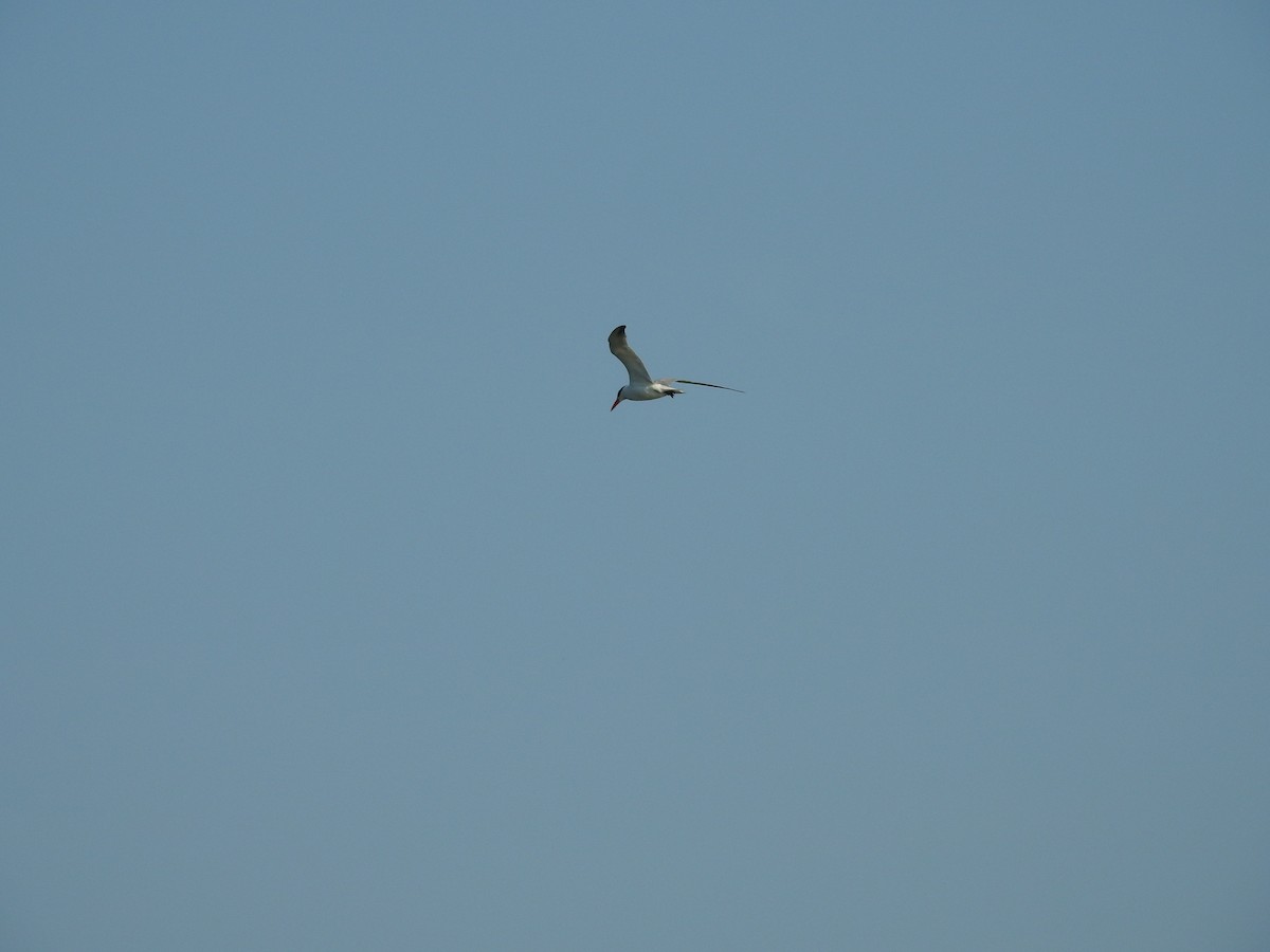 Caspian Tern - ML640115828
