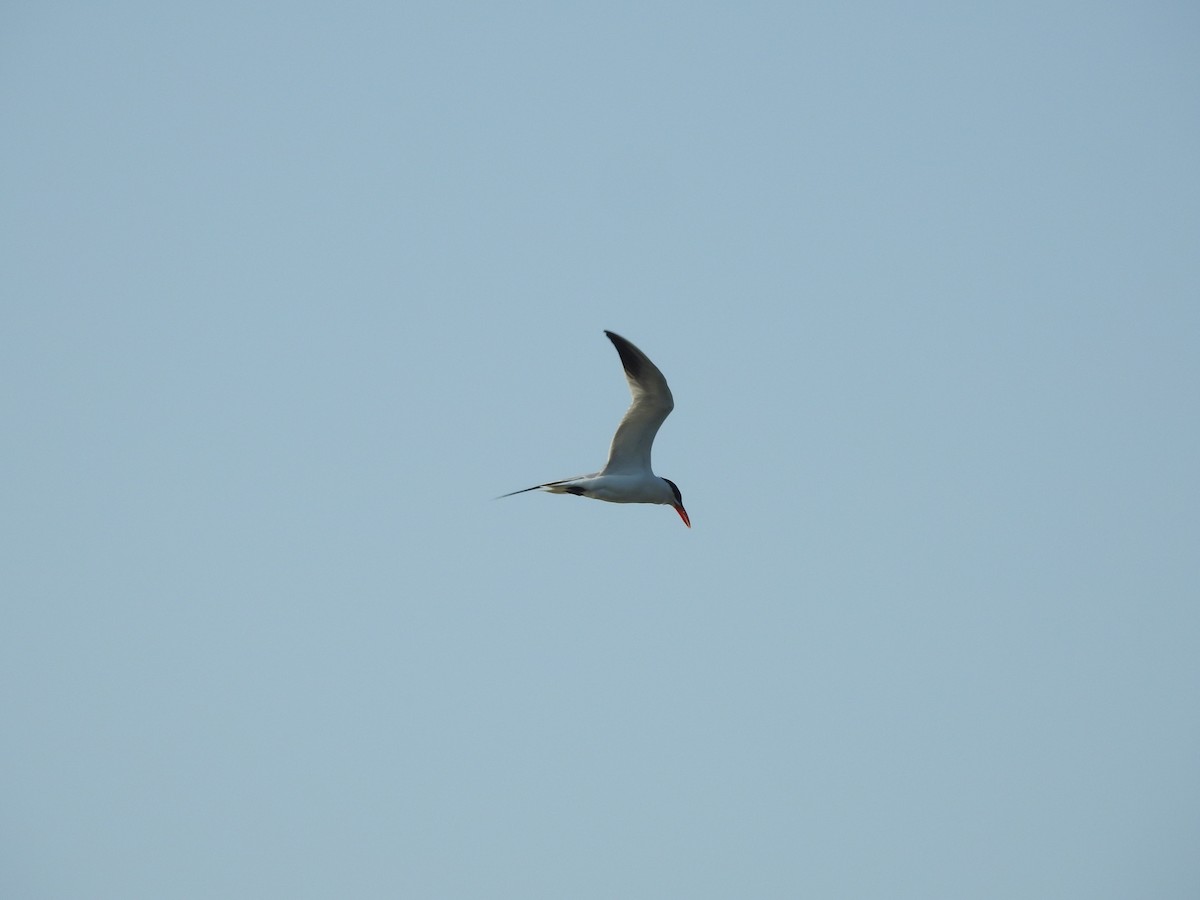 Caspian Tern - ML640115829