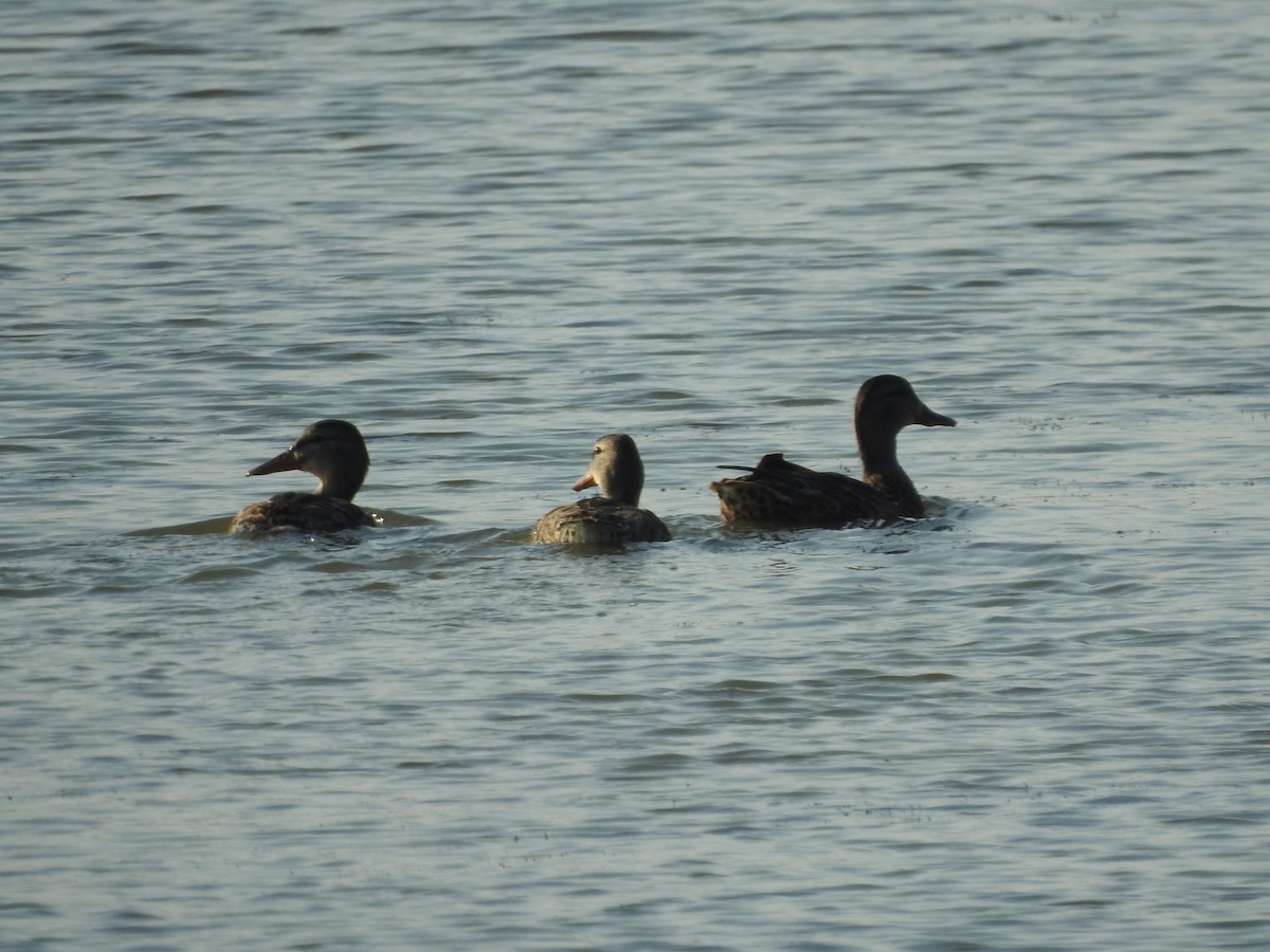 Mallard - ML640115835