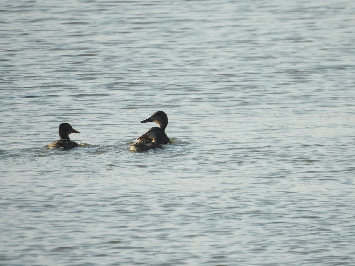 Mallard - ML640115836