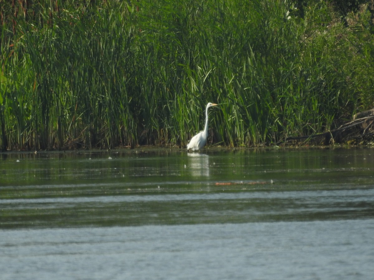 Great Egret - ML640115854