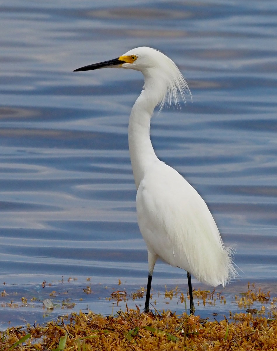Snowy Egret - ML640115993