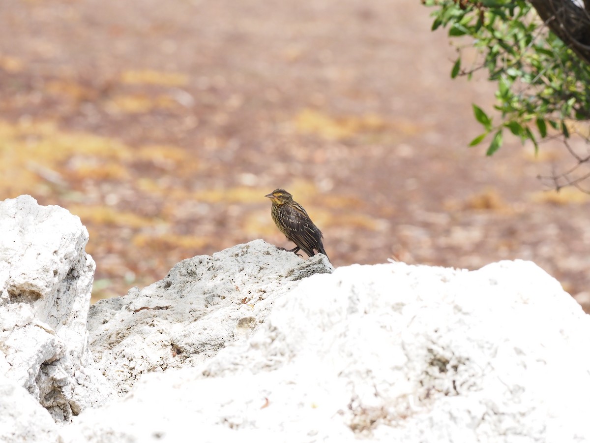 Red-winged Blackbird - ML640116014