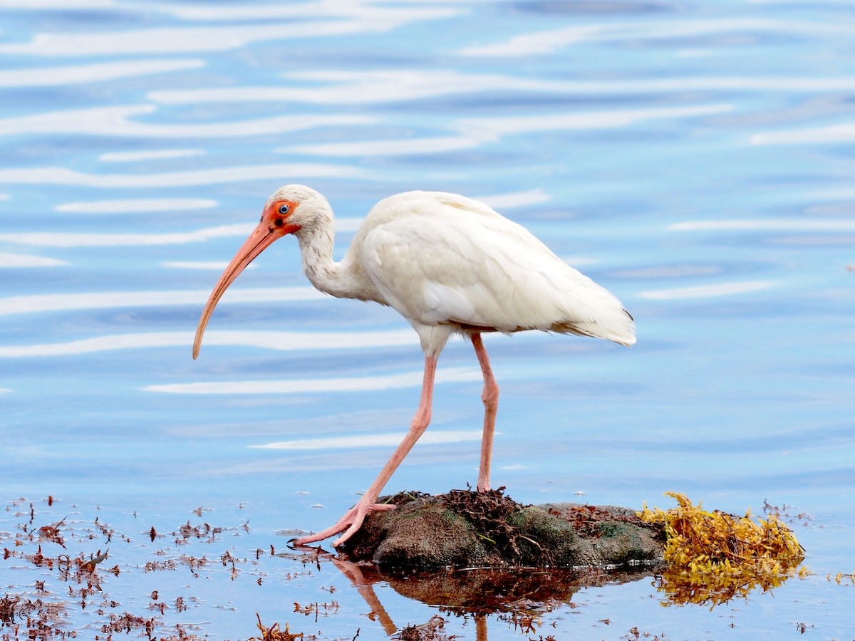 White Ibis - ML640116022