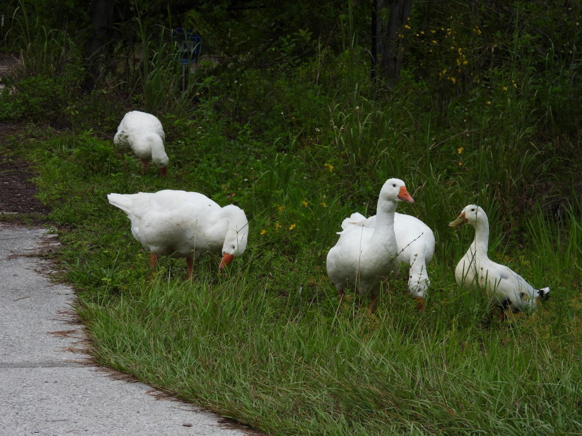 Graylag Goose (Domestic type) - ML640116161