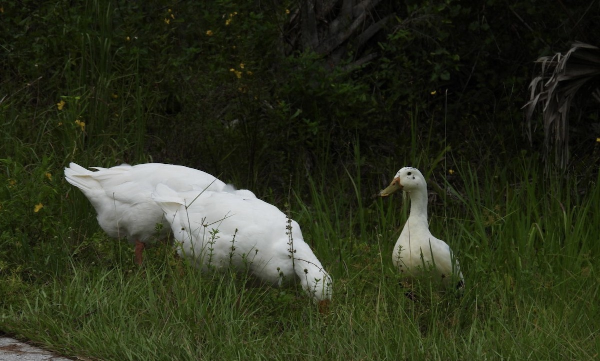 Graylag Goose (Domestic type) - ML640116162