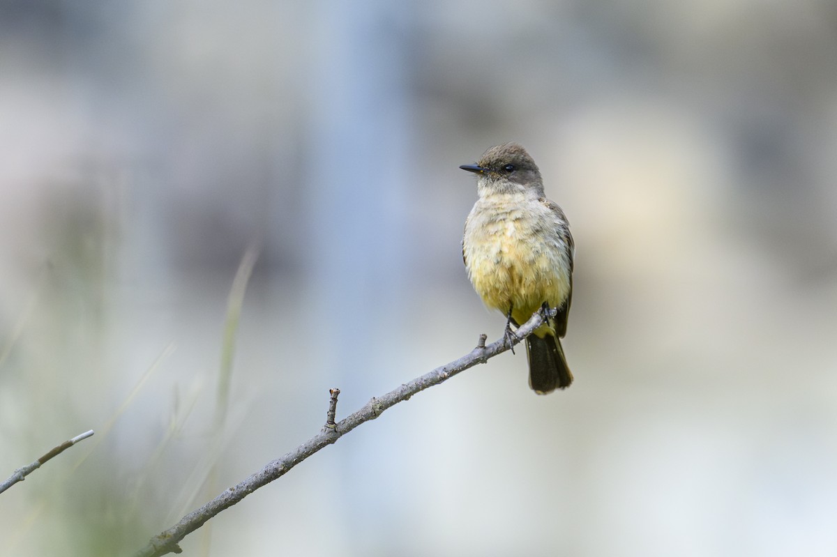 Say's Phoebe - ML640116383