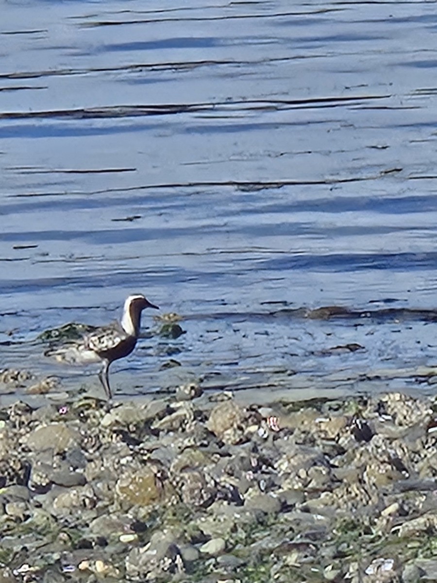 tundralo - ML640116479