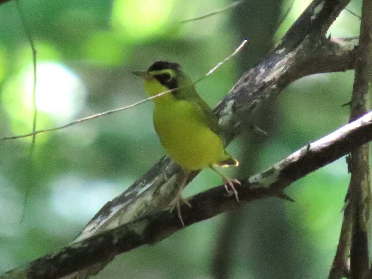 Kentucky Warbler - ML640116486