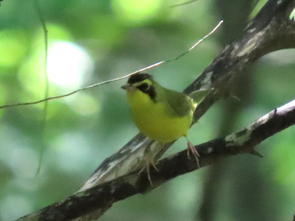 Kentucky Warbler - ML640116487